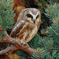 a northern saw-whet owl on a low red — ceramic art tile