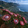 king proteas blooming on a False — ceramic art tile