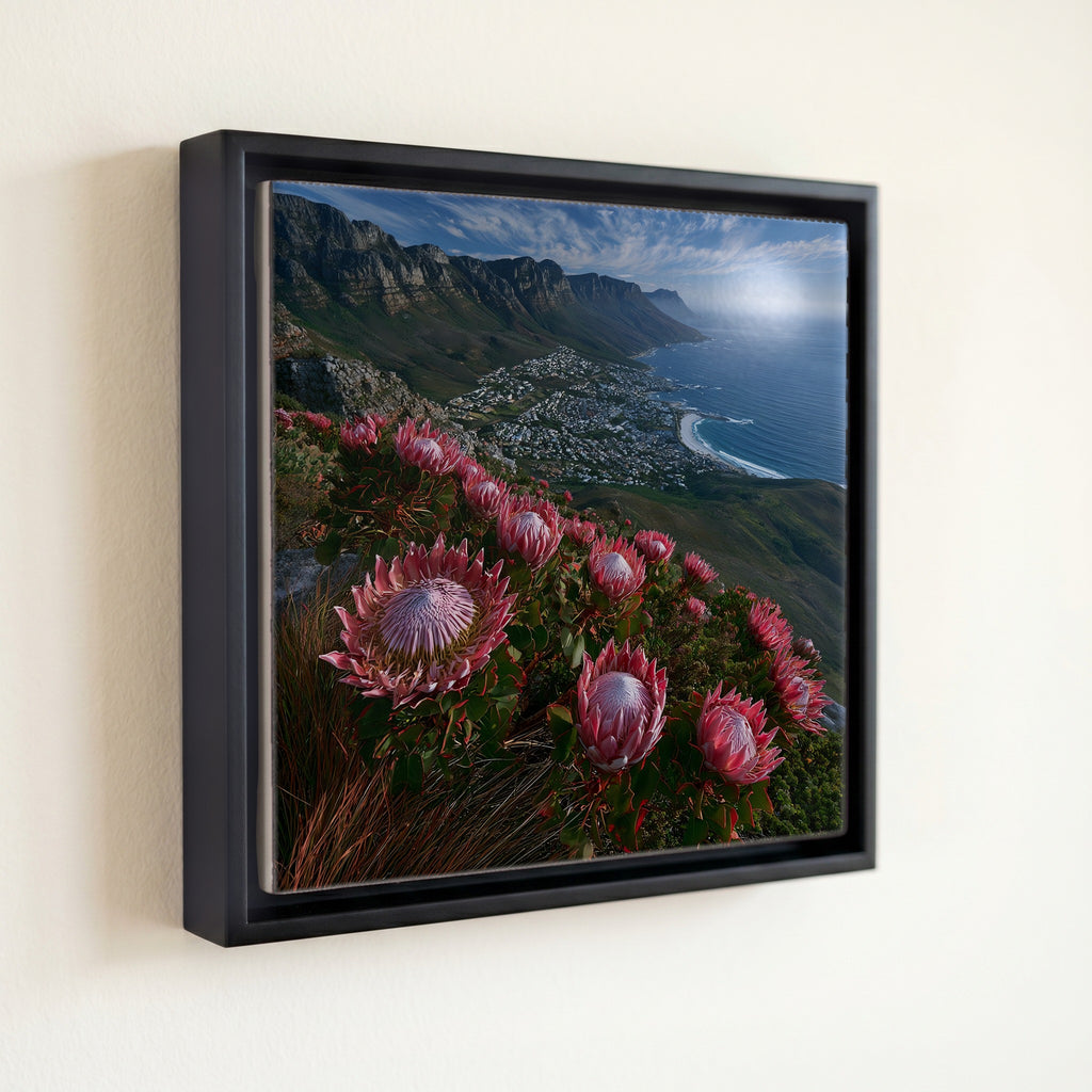 king proteas blooming on a False — front