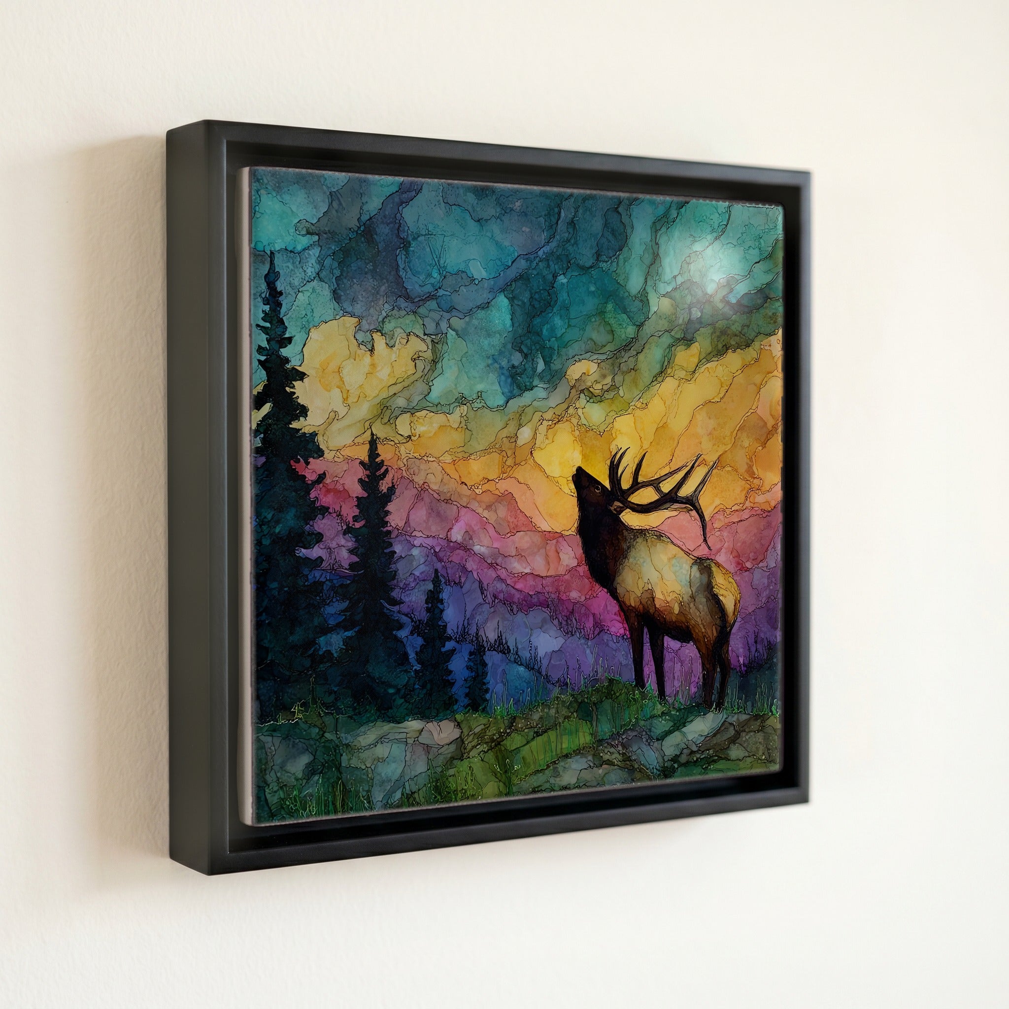 a bull elk bugling — front